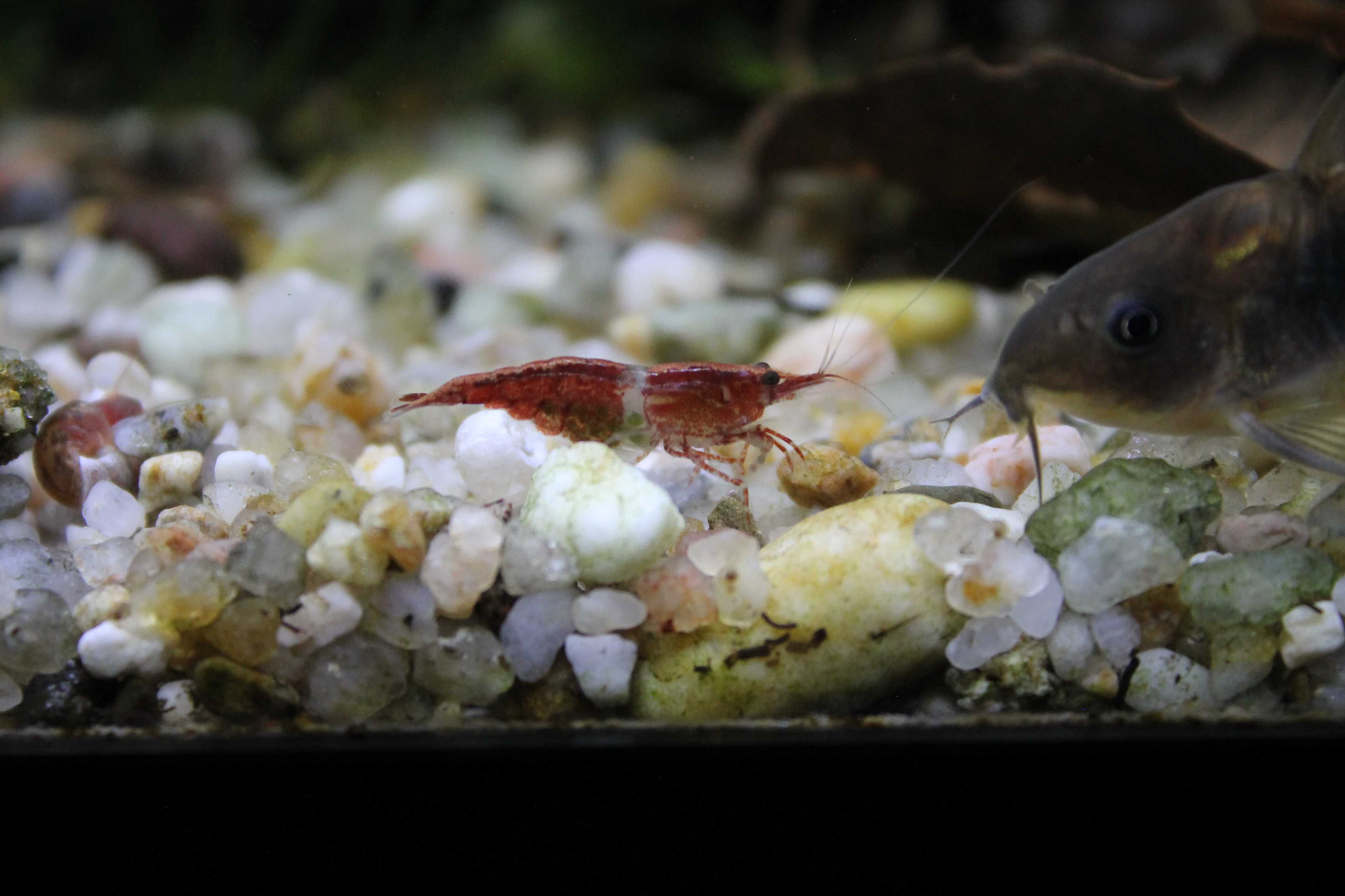 Camarões água doce var. Red Cherry (Neocaridina davidi)