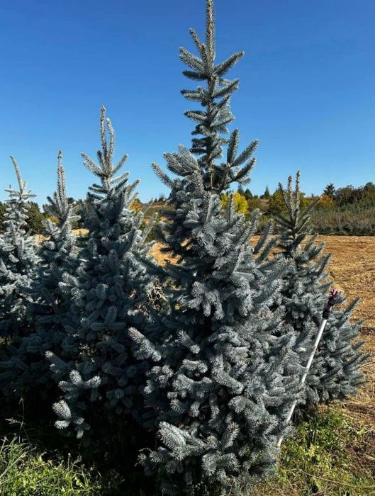 Ялинки Голубі, Ялинки зелені, Хупсі, Сербська, Коніка, Глаука, Кейбаб