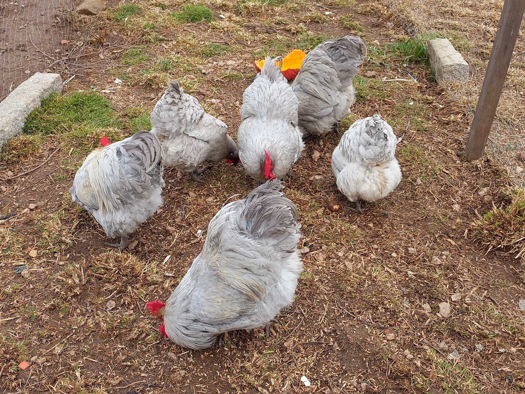Ovos Galados Rhode Island Red (Com Garantia)