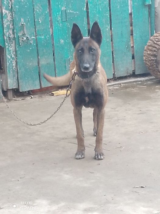 Бельгійська вівчарка Малінуа вік 2 роки