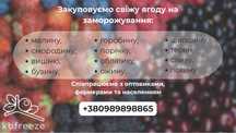 Закупівля свіжих ягід на заморожування.
