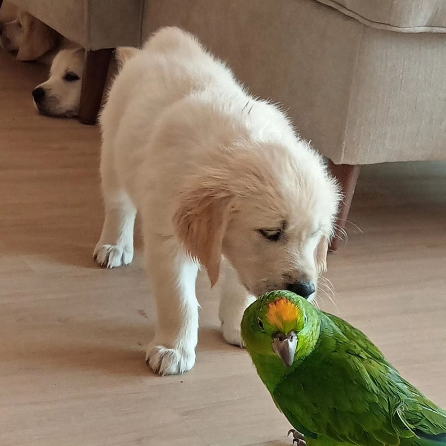 Golden Retriever