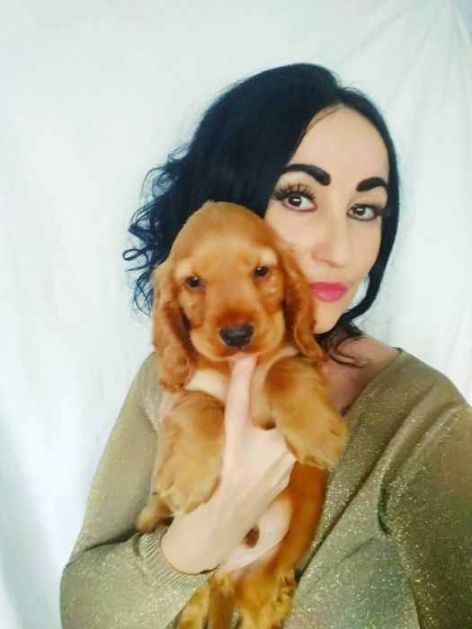 Продається англійська спаніелька