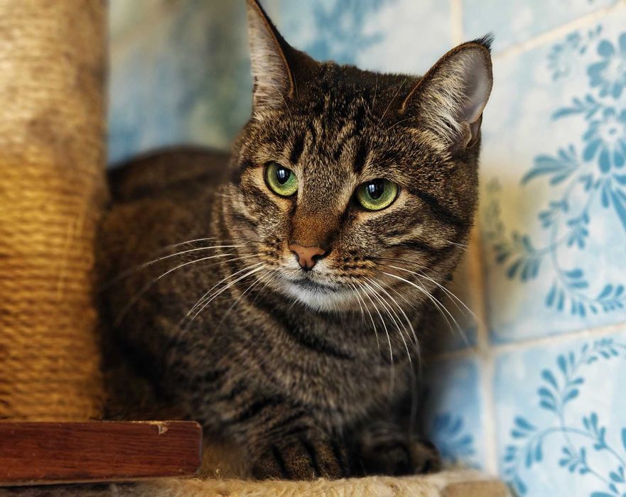 Мила зеленоока Руна шукає дім і любляче серце! кішка кошка кіт кошеня