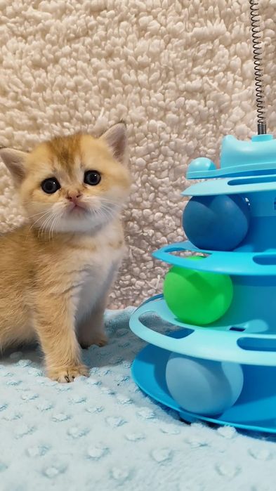 Шотландська золота шиншила прямовухі висловухі котята хлопчик дівчинка