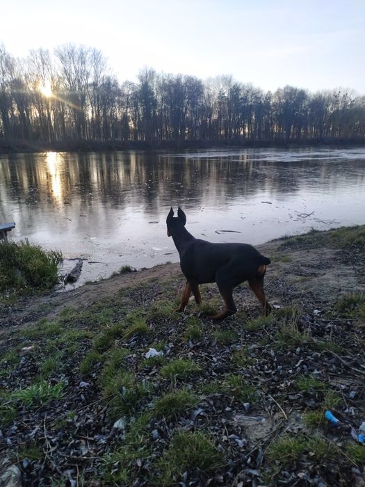 В'язка добермана.