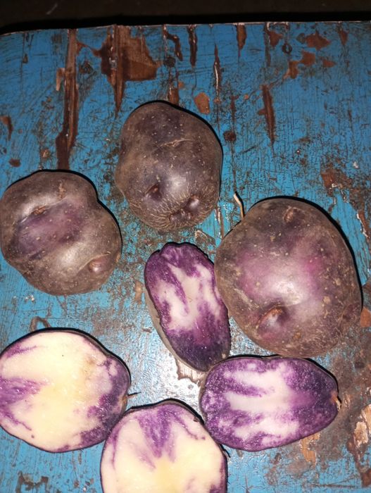 Продаж насіненевої картоплі