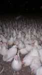 Kury Nioski Leghorn 24 tygodnie! Wysyłka!