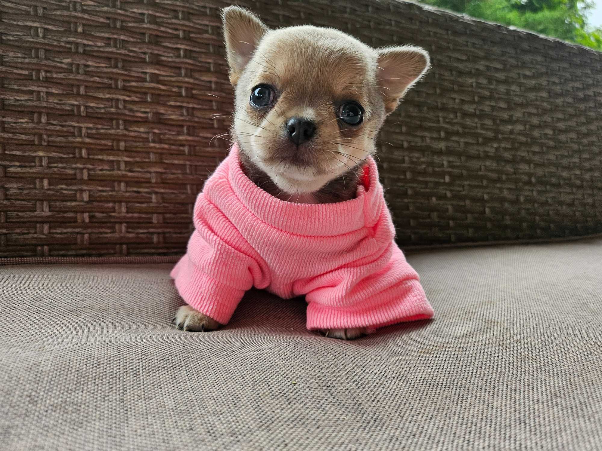 Chihuahua krótkowłosa malutka sunia hodowla zarejestrowana ZKwP FCI