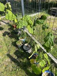 Drzewo Tlenowe Paulownia Oxytree sadzonka