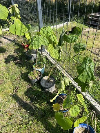 Drzewo Tlenowe Paulownia Oxytree sadzonka