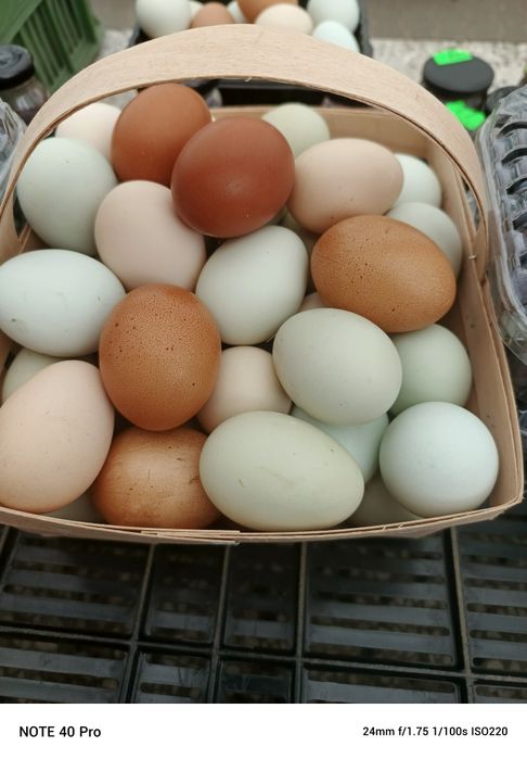 jaja lęgowe kolorowe