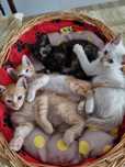 Gatinhos para adoção responsável