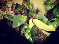 Philodendron Silver Sword Variegata Hastatum Filodendron monstera