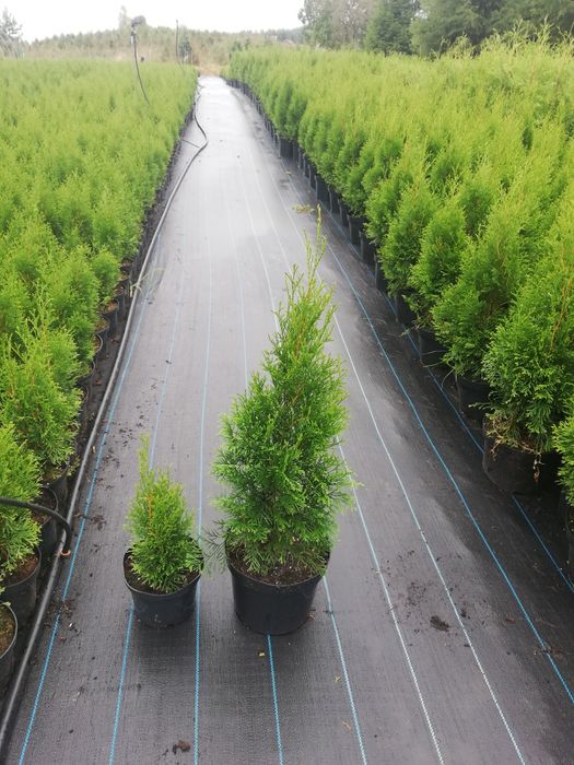 Tuja Szmaragd 50-60cm. Donica 2L Paszport.