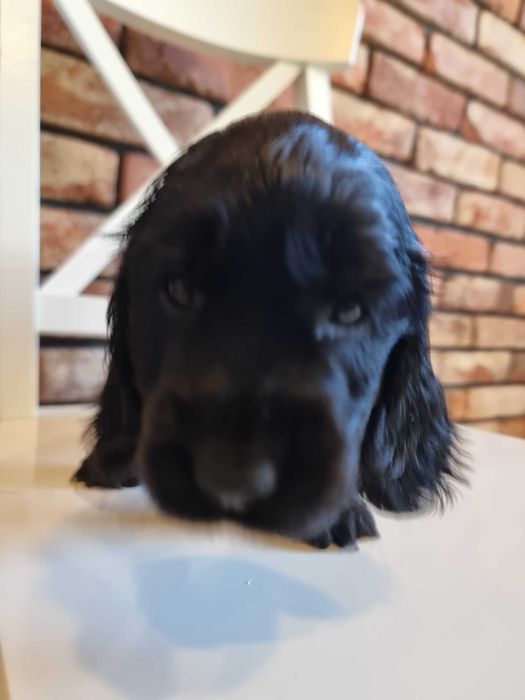 Cocker Spaniel Angielski śliczny szczeniaczek do odbioru!!!