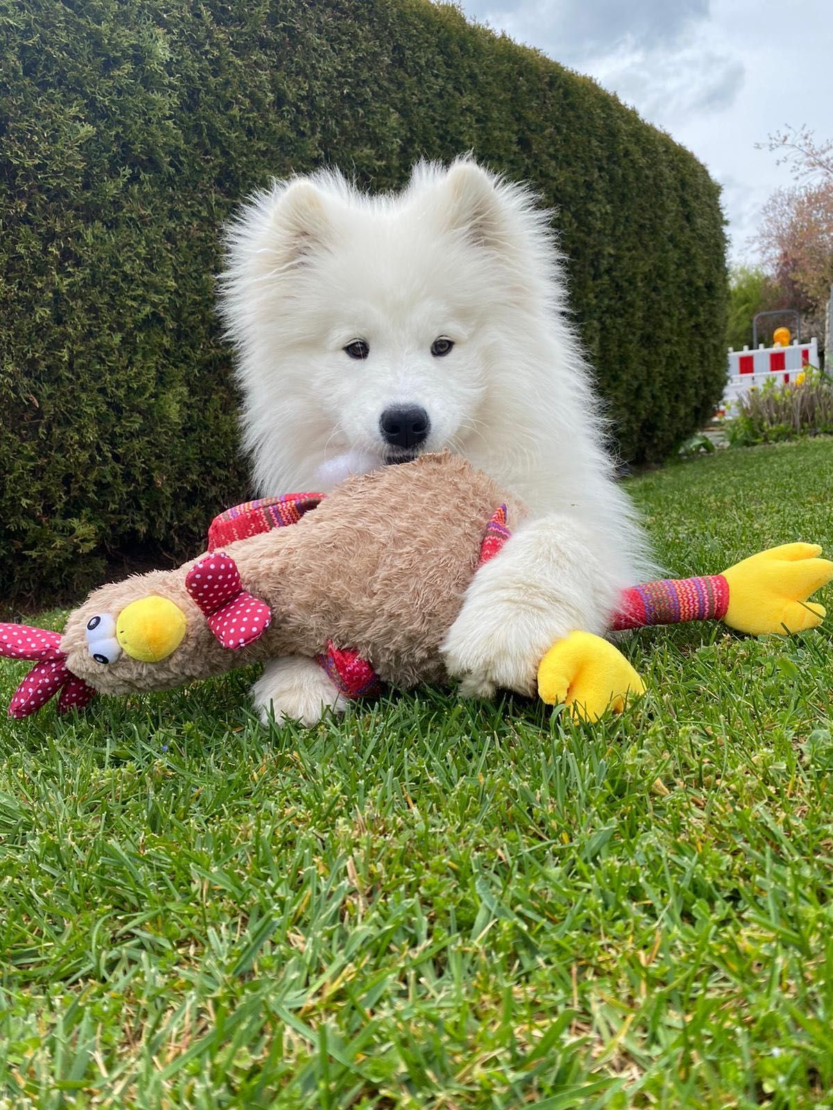 Samoyed szczenię FCI