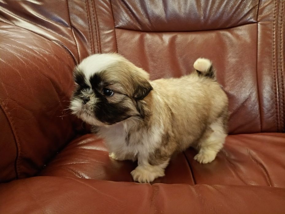 Shih tzu piesek z rodowodem