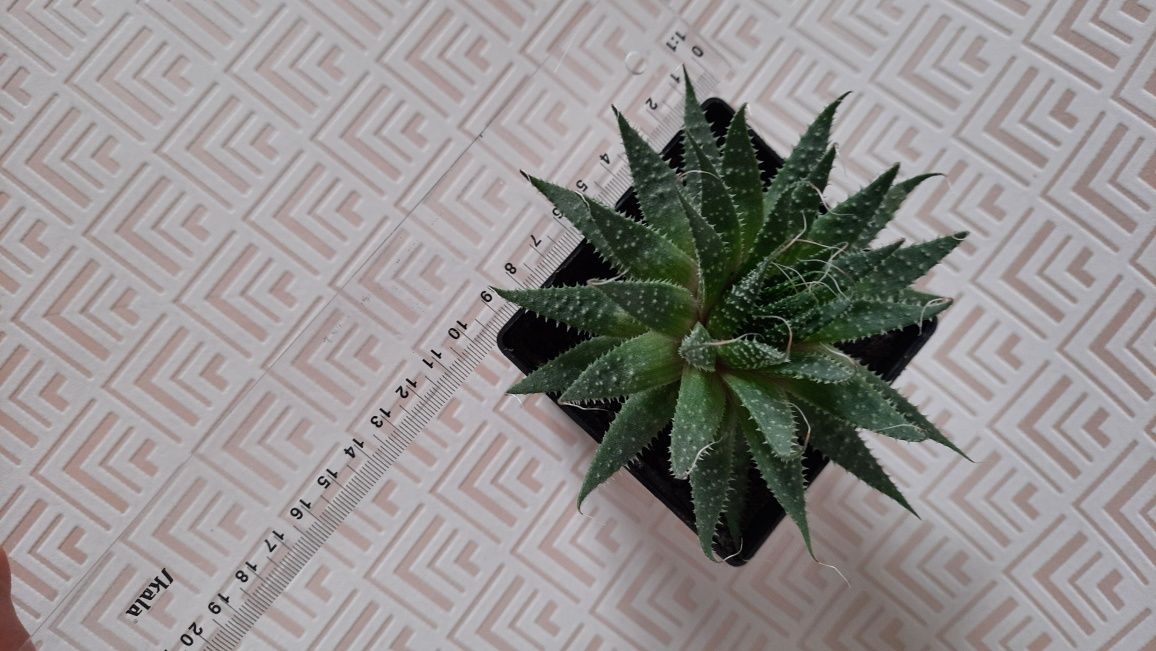 Aloes ościsty sukulent w doniczce sadzonka sadzonki aloesu