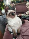 Kotek Ragdoll Ragdolle