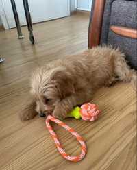 Goldendoodle mini