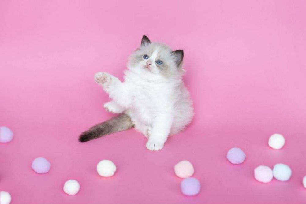 Ragdoll Cream Bicolour – kocurek z rodowodem FPL