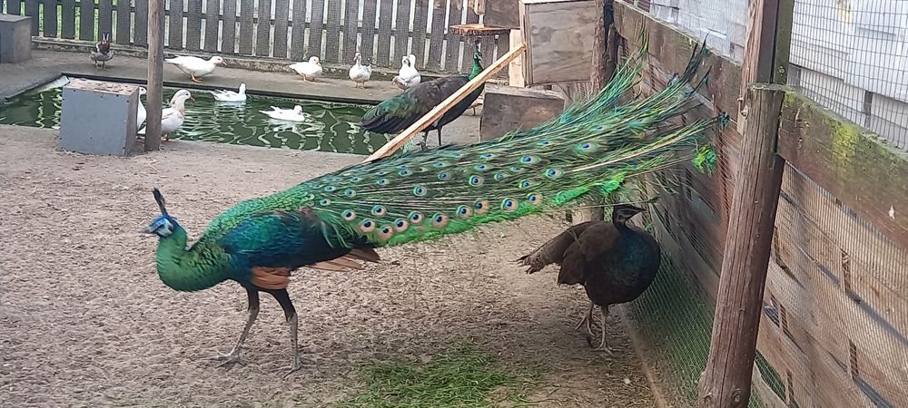 Paw pawie szmaragdowe z 2025r