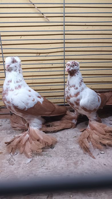 Para wiedynów żółtych koroniatych.