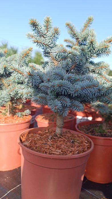 Ялина блакитна Біалобок