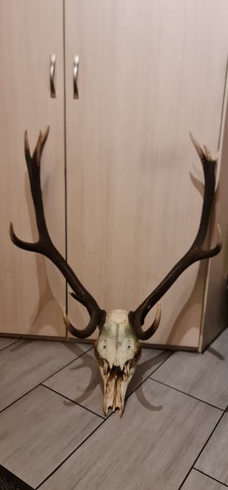 Poroże duże ładne