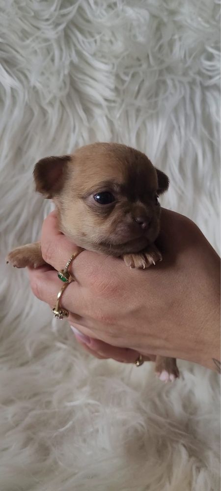 REZERWACJA !Chihuahua maleńka suczka krótkowłosa