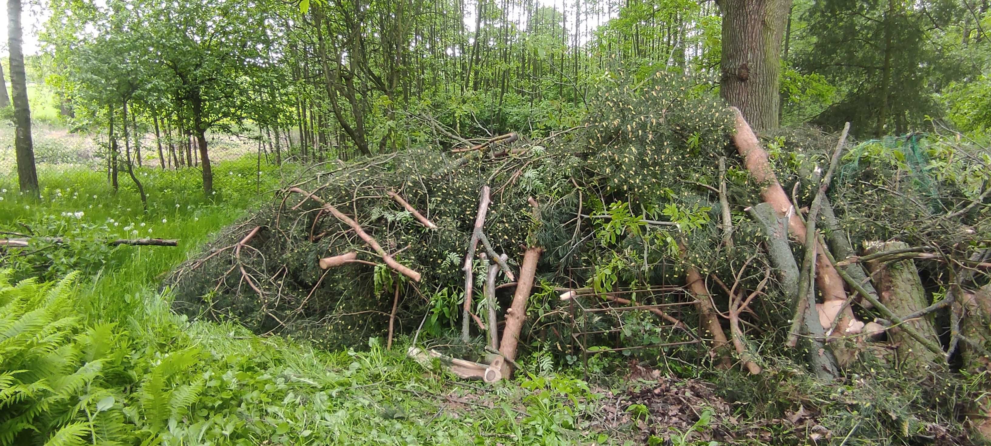 drewno po wycince drzew razem z gałęziami.