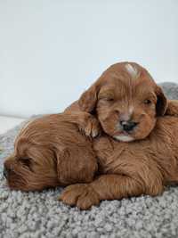 Cavapoo F1 Cavalier & Pudel