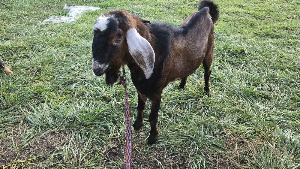 Krycie kozłem anglonubijskim