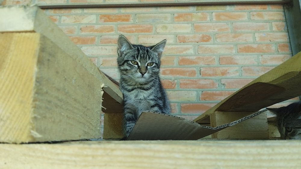 Віддам в добрі руки кошенят