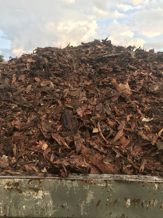 Kora sosnowa! Promocja!