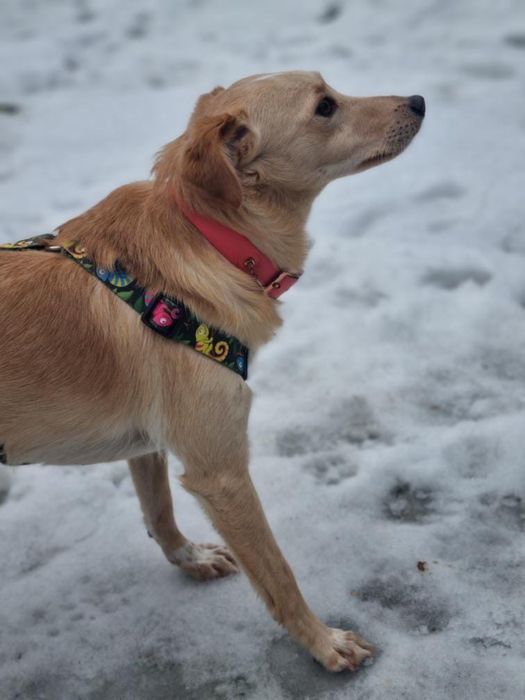 Biszkopt, ur. 2020, piesek ze schroniska