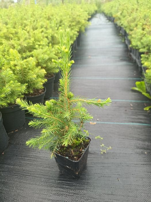 Świerk serbski p9 20-30cm