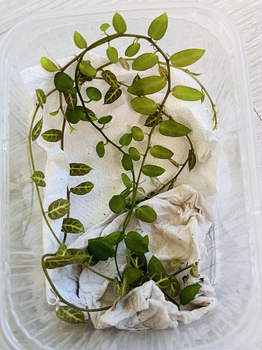 Rośliny do terrarium tropikalnego , paludarium - marcgravie , solanum