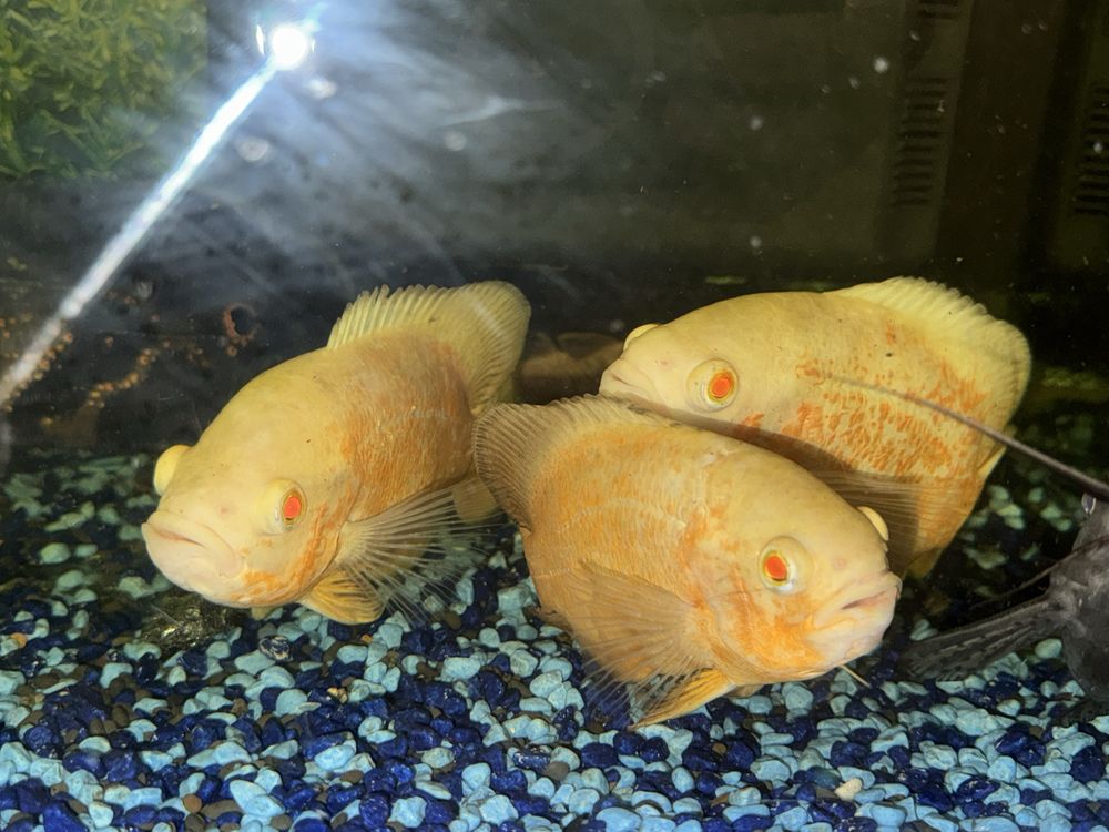 Aquario de 200 litros com oscares