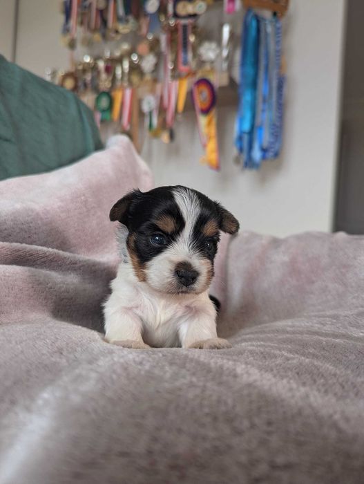 Cudowny chłopiec 100 % Biewer Yorkshire Terrier po pięknych rodzicach.