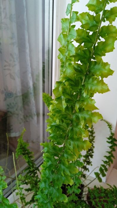 Венерин волос, папоротник