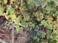 Venda de uvas para vinho