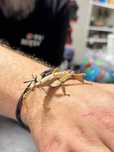 straszyk australijki Extatosoma tiaratum GRUBY KOCUR sklep zoologiczny