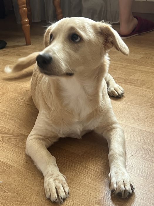 Собака митис с документами