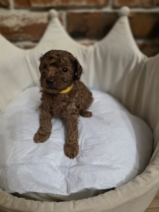 Piesek pudel toy red braun!!