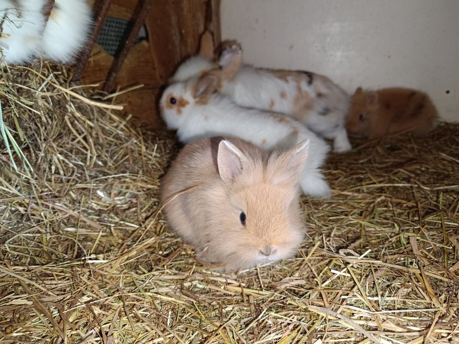 Króliczki miniaturki