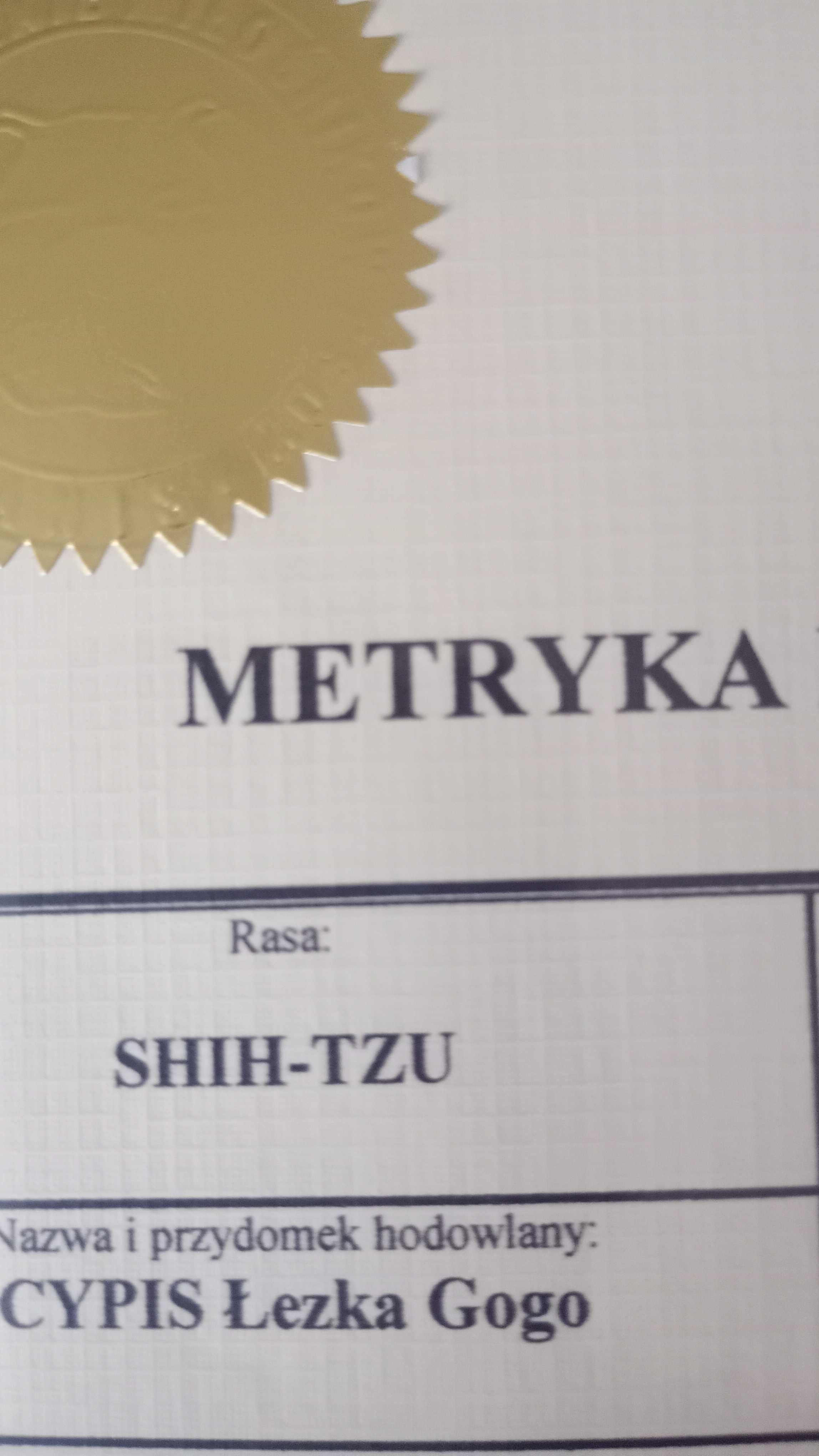 Piesek shi-tzu szuka domku