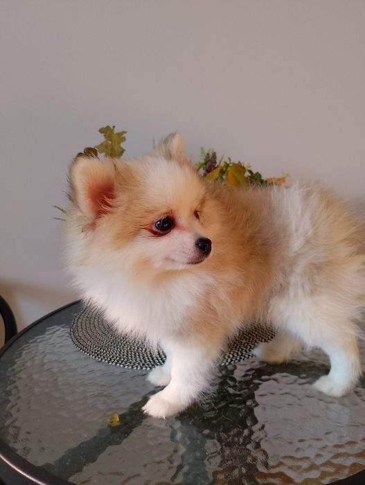 Szpic Miniaturowy Pomeranian Piesek