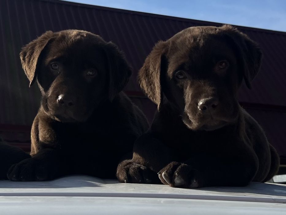 Шоколадний лабрадор